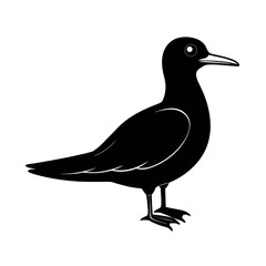 black noddy.eps