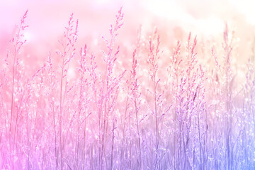 Fototapeta premium pink flowers in a field