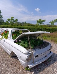 an unusual flower bed, an old car as a flower bed, a botanical garden