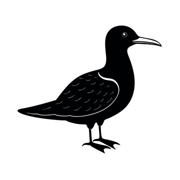 brown noddy 