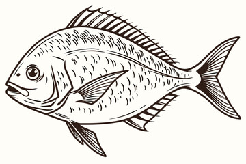 Antique Dorado Sketch – Gilt-Head Bream Line Drawing