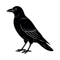 carrion crow