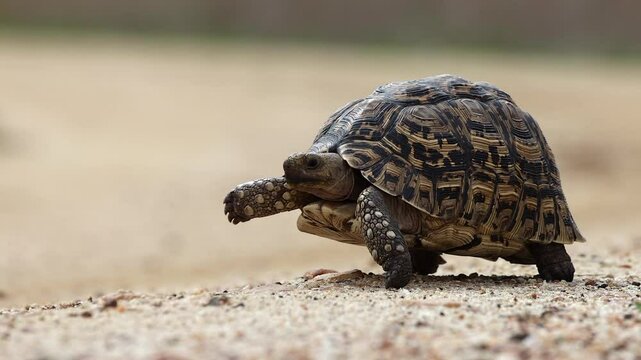 Low angle camera follows cute Leopard Tortoise walking, ground level
