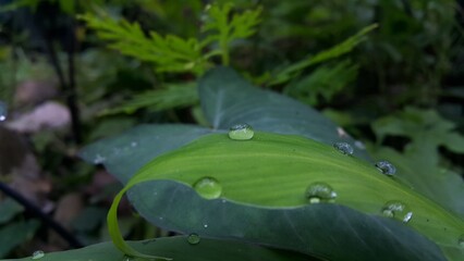 Fresh green leaf with water drop, relaxation nature concept. Shot in forest. Perfect for documentaries about tropical rainforests and World Nature Conservation Day on July 28th.