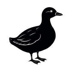 crested auklet 