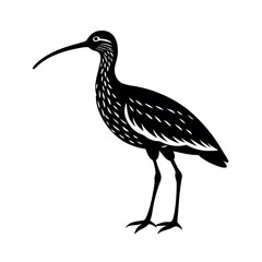 eurasian curlew