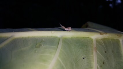 Scolypopa australis on leaf.  Perfect for documentaries about tropical rainforests and World...