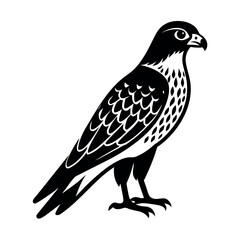 ferruginous hawk