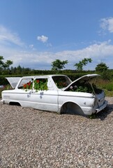an unusual flower bed, an old car as a flower bed, a botanical garden