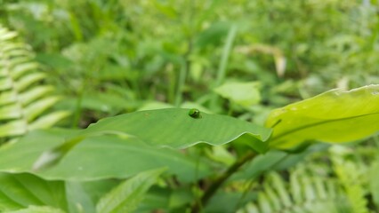 Green rounded Issid Planthopper perched on a leaf. Shot in jungle. Perfect for documentaries about...