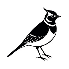 horned lark