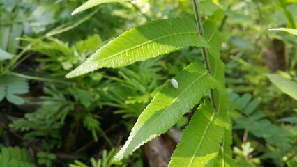 Metcalfa pruinosa, the citrus flatid planthopper, is a species of insect in the Flatidae family of planthoppers. Citrus Ormenoides venusta, flatid bugs, Flatormenis proxima. Shot in tropical rainfores