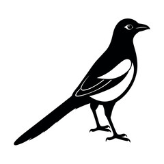 Obraz premium iberian magpie