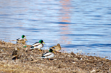 Mallard ducks gather by the calm lakeshore under soft daylight reflections. group of mallard ducks...