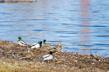 Mallard ducks gather by the calm lakeshore under soft daylight reflections. group of mallard ducks resting and walking, low angle, calm lakeside scene, relaxed, nature, wildlife, community