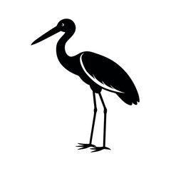 jabiru 