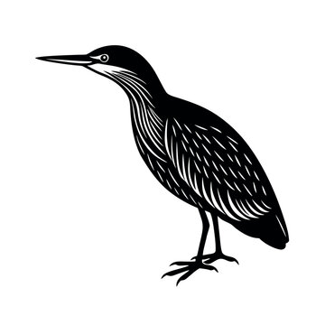 least bittern 