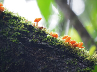 Fungi on a log