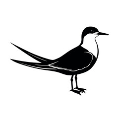 royal tern