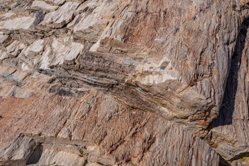 Araucarioxylon arizonicum. Petrified wood / fossilized wood. Crystal Forest Trail, Petrified Forest National Park,  Arizona. Sonsela Member, Triassic Chinle Formation.