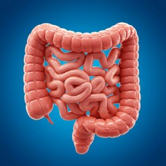 Medical Illustration of Human Intestines, Anatomy of the Digestive System, Internal Organs and Digestive Health Concept