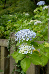 紫陽花の花