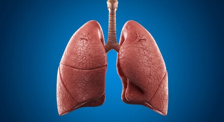 Medical Illustration of Human Lungs, Respiratory System Anatomy, Internal Organs and Breathing Function Concept