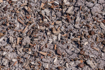 Araucarioxylon arizonicum. Petrified wood  is  a special type of fossilized wood, the fossilized remains of terrestrial vegetation. Crystal Forest Trail, Petrified Forest National Park,  Arizona