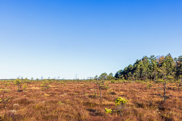 Obraz premium Open bog landscape view a sunny autumn day