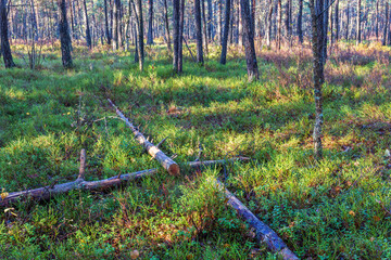 Fallen tree logs in a coniferous forest in autumn