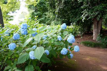 紫陽花の花