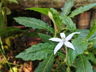 Star of Bethlehem plant (Hippobroma longiflora) in outdoor garden 