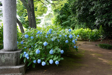 紫陽花の花