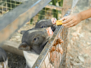 Pigs on the farm are eating food from a feeder.