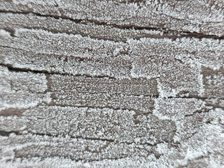 Close-up of frosted wooden surface