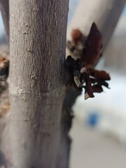Close-up of a Tree Branch with Emerging Buds
