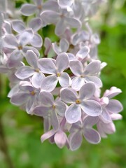 Close-up of beautiful lilac flowers in bloom, capturing the delicate fragrance of spring.