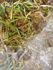 Close-up of frozen grass and water with ice bubbles
