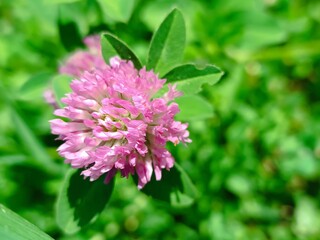 Close-up of a beautiful red clover flower in full bloom