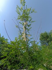 Acacia Tree in Bloom Under a Clear Sky