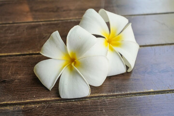 Beautiful Plumeria on a rustic wooden background