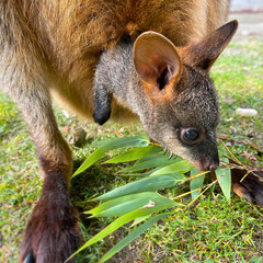 Wallaby Foraging on Bamboo