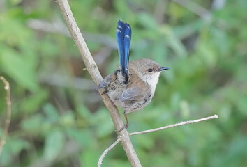 Superb Fairy Wren