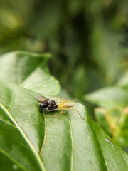 An Oxyopes salticus spider preying on trigonal bees
