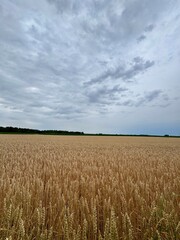 wheat field and blue sky