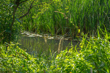 Small river Grabia in central Poland.