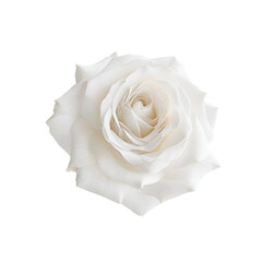 Closeup single white rose flower isolate on transparent background.
