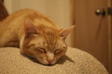 Gato relajado