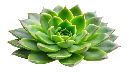 Fototapeta premium A vibrant green succulent plant with thick, fleshy leaves, isolated on transparent background