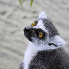 Ring-Tailed Lemur Looking Up